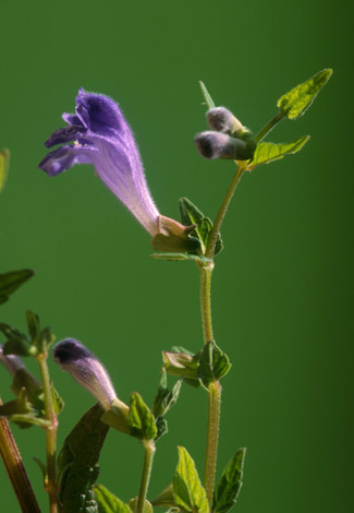 Foto: Blüte des Helmkrauts