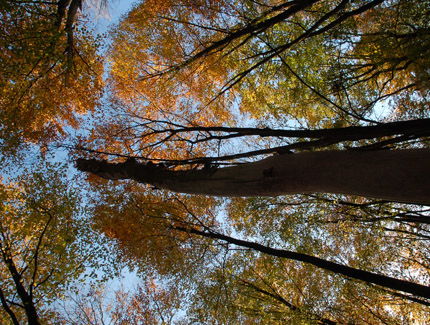 Foto: Herbst im Hülser Bruch