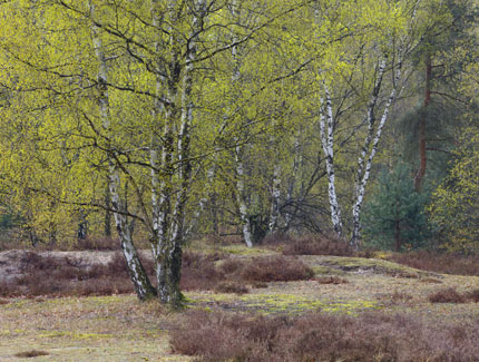 Foto: Heidelandschaft