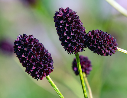 Foto: Großer Wiesenknopf