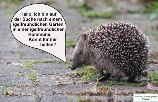 Foto: Igel